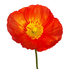 Image showing Large Orange Poppy