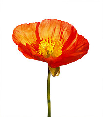 Image showing Large Orange Poppy