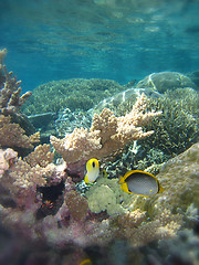 Image showing Underwater Scene of Great Barrier Reef