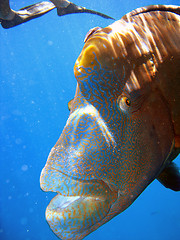 Image showing Humphead Maori Wrasse, Australia