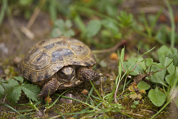 Image showing Tortoise in the Garden, Italy