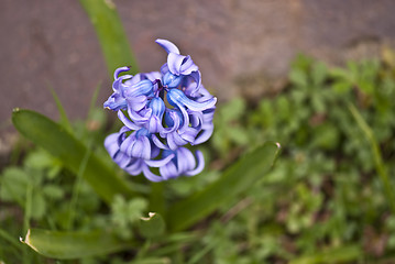 Image showing Flowers in the Garden, Italy