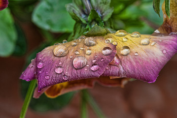 Image showing Wet Violet Flowers