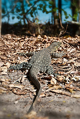 Image showing Monitor Lizard in the Whitsundays