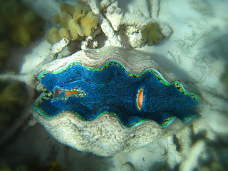 Image showing Underwater Scene of Great Barrier Reef