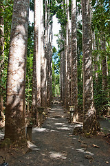 Image showing Paronella Park, Australia