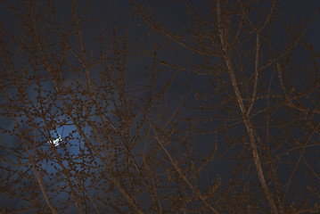 Image showing Magnolia Tree in the Night
