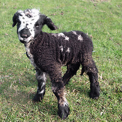 Image showing Day Old Black Lamb