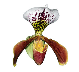 Image showing Large Orchid 