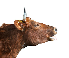 Image showing Ayrshire Cow with Swollen Jaw