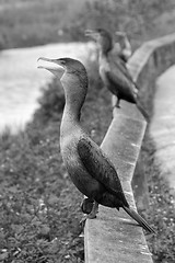 Image showing Birds asking for food, Everglades, Florida, January 2007