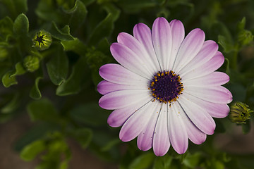 Image showing Purple Flowers in Tuscany