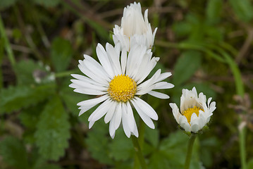 Image showing Daisy Flowers in a Garden