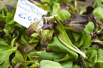 Image showing Green Salad