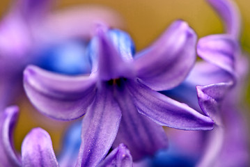 Image showing Flowers in the Garden, Italy