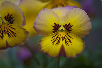 Image showing Daisy Flowers in a Garden