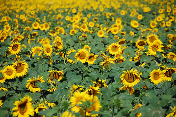 Image showing Sunflowers Meadow, Tuscany