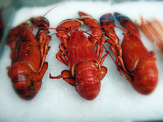 Image showing Prawns in a Bergen Market, Norway