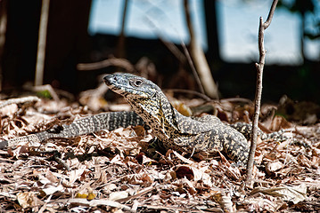 Image showing Monitor Lizard in the Whitsundays