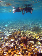 Image showing Underwater Scene of Great Barrier Reef