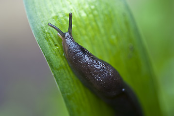 Image showing Slug in the Grass, Italy