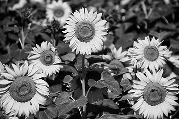 Image showing Sunflowers Field, Tuscany, July 2007