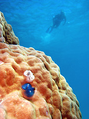 Image showing Underwater Scene of Great Barrier Reef