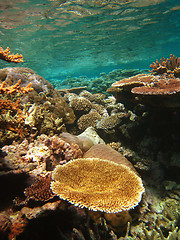 Image showing Underwater Scene of Great Barrier Reef