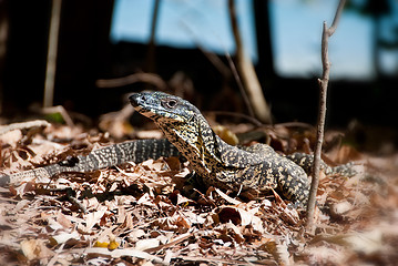 Image showing Monitor Lizard in the Whitsundays