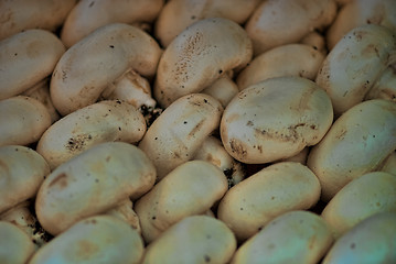 Image showing White Mushrooms