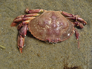 Image showing Crab in Aquinnah Beach