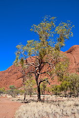 Image showing Australian Outback