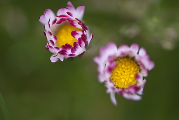 Image showing Daisy Flowers in a Garden