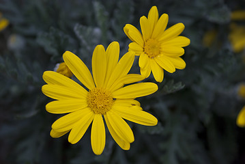 Image showing Daisy Flowers in a Garden