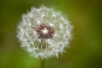 Image showing Taraxacum Flower, Italy