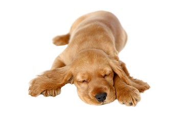 Image showing English Cocker Spaniel Baby Dog