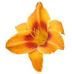 Image showing Orange Lily