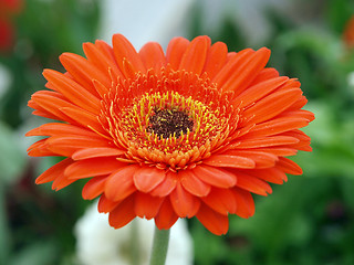 Image showing Large Orange Gerbera Daisy 