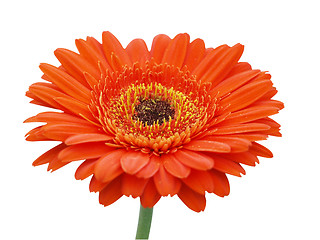 Image showing Large Orange Gerbera Daisy 