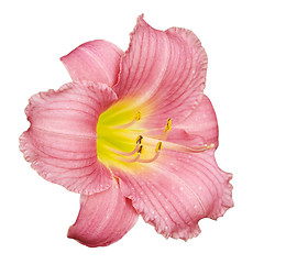 Image showing Pink Lily