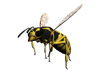 Image showing Wasp