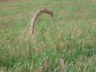 Image showing stalk