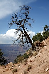 Image showing Grand Canyon National Park, Arizona, USA 