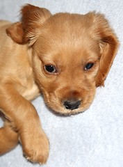 Image showing English Cocker Spaniel puppy