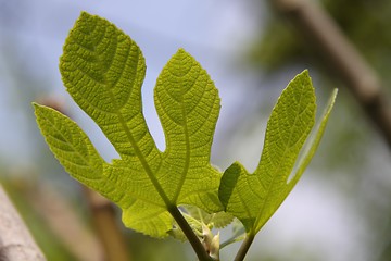 Image showing Fig-leaf