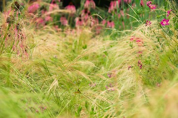 Image showing Grass