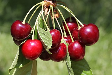 Image showing Cherries