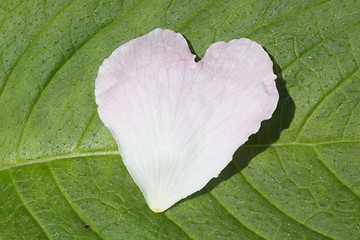 Image showing Petal of love