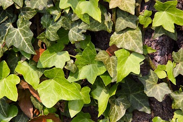 Image showing Ivy