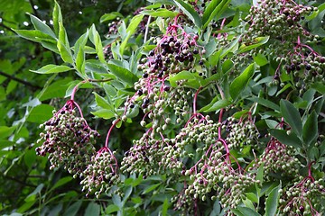 Image showing Wild Elderberry, Sambucus Nigra